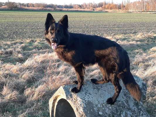 Alles rund um den Schäferhund, diskutieren erwünscht.-Beitrag-Bild