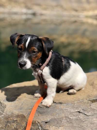 Wo sind die Jack und Parson Russell Terrier?-Beitrag-Bild