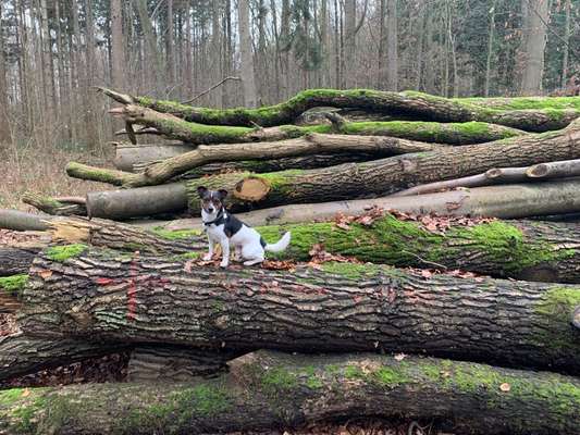 Fotochallenge No. 26                                     Wald und Wiese-Beitrag-Bild