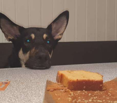 Fotochallenge 31 - Das perfekte Hundedinner-Beitrag-Bild