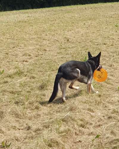 Die Dogorama Wochen Challenge-Beitrag-Bild