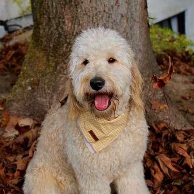 Hundetreffen-Gemeinsame Spaziergänge-Bild
