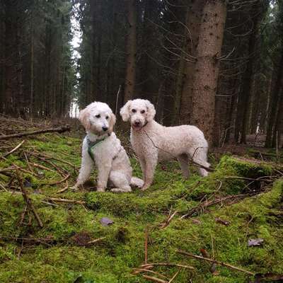 Hundetreffen-Gassirunde