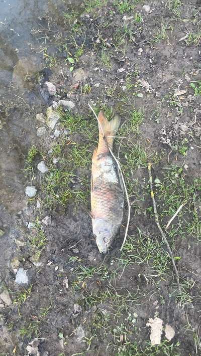 Giftköder-Tote Fische am Renninger-See-Bild