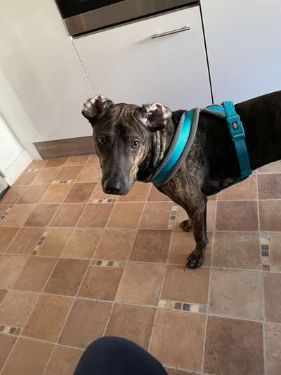 Rhodesian Ridgeback-Beitrag-Bild