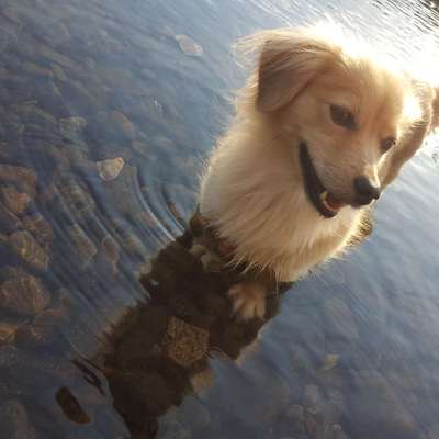 Mischlingshunde Foto Aufruf-Beitrag-Bild