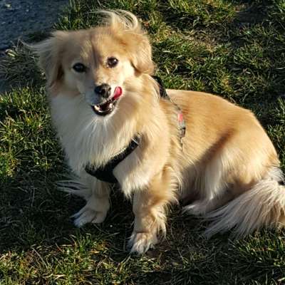 Mischlingshunde Foto Aufruf-Beitrag-Bild