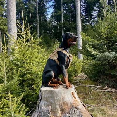 Hundetreffen-Social Walks/Wanderungen/Spiele/Training-Bild