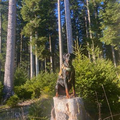 Hundetreffen-Social Walks/Wanderungen/Spiele/Training-Bild