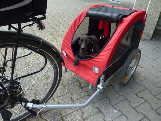 Die Dogorama Wochen Challenge-Beitrag-Bild