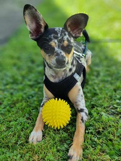 Wo sind die Chihuahua Besitzer ?-Beitrag-Bild