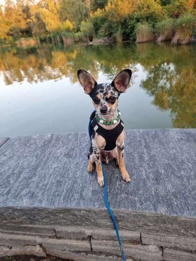 Wo sind die Chihuahua Besitzer ?-Beitrag-Bild