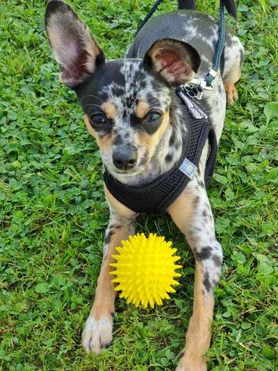 Wo sind die Chihuahua Besitzer ?-Beitrag-Bild