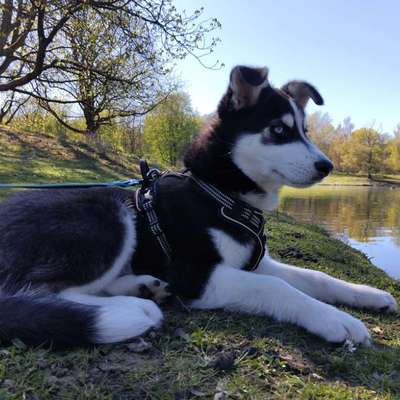 Hundetreffen-Welpenspieltreff-Bild