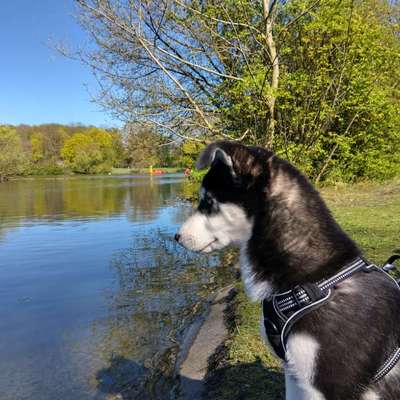 Hundetreffen-Spielstunde-Bild