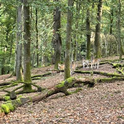 Hundeauslaufgebiet-Tiergarten - Wanderparkplatz-Bild