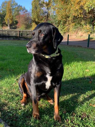 Labradorfans-Beitrag-Bild