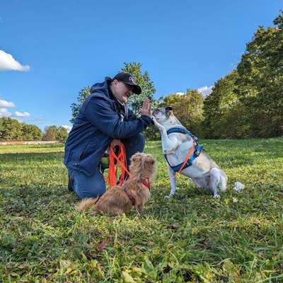 Medizinische Dienstleistungen-Hundephysio Laim-Bild