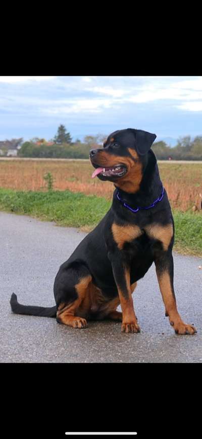 Welpen Bilder !-Beitrag-Bild