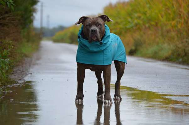 Die Dogorama Kalender Challenge Titelbild-Beitrag-Bild