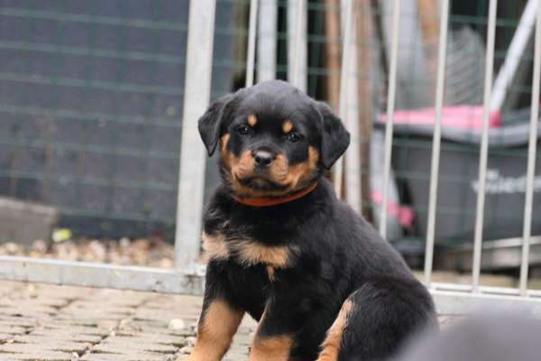 Welpen Bilder !-Beitrag-Bild