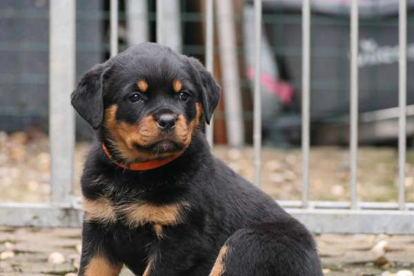 Welpen Bilder !-Beitrag-Bild