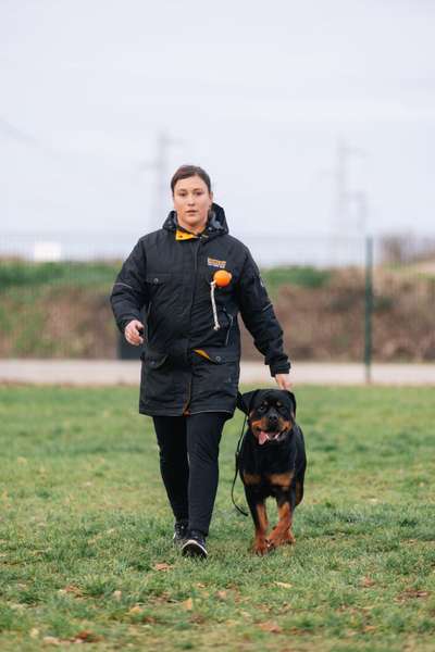 Hundetreffen-Große Hunde, Social Walk-Bild