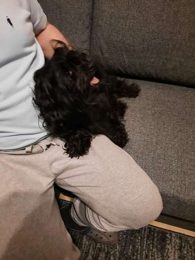 bolonka zwetna 😁-Beitrag-Bild