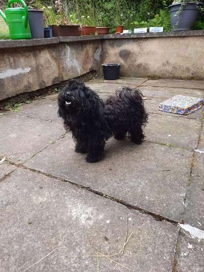 bolonka zwetna 😁-Beitrag-Bild