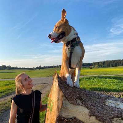 Hundetreffen-Ruhige Gassirunde an der Leine-Profilbild