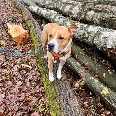 Hundetreffen-Ruhige Gassirunde an der Leine-Bild