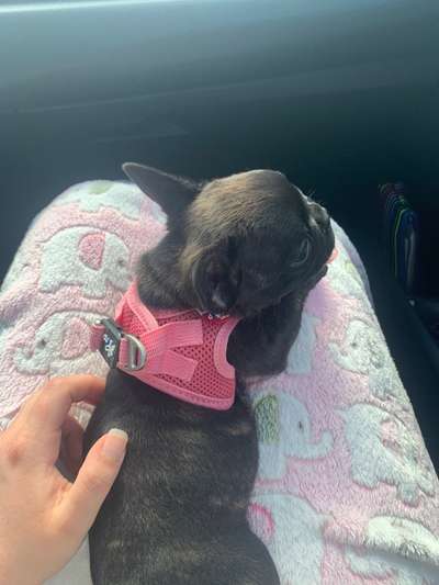 Welpen Bilder !-Beitrag-Bild