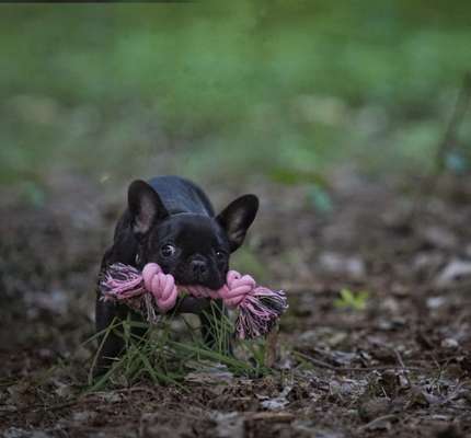 Die Dogorama-Wochen-Challenge "Die schönste Grimasse"-Beitrag-Bild