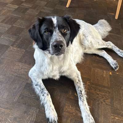 Hundetreffen-Spiel & Gassirunde in der Umgebung 🌻-Bild