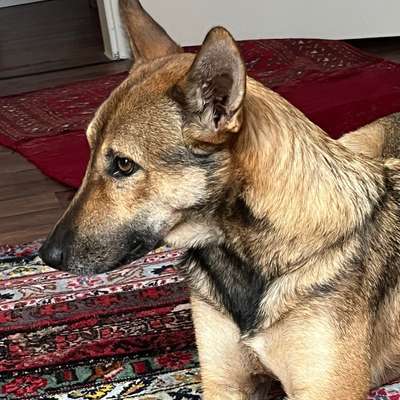Hundetreffen-Gassi-Buddys in Ottensen & Altona gesucht 🐾-Bild