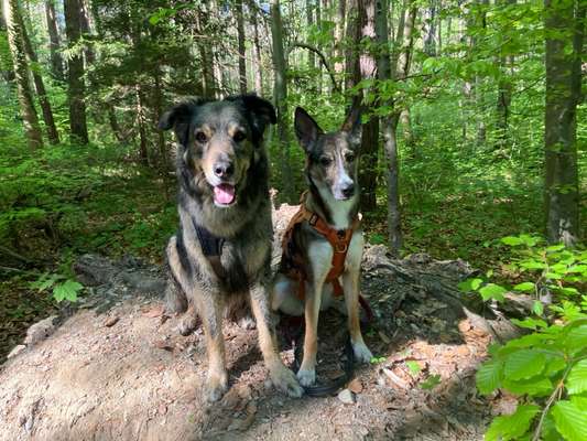 Hundetreffen-Dogsharing in der Stadtmitte-Bild