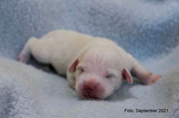 Welpen Bilder !-Beitrag-Bild