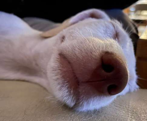 Zeigt mir die tollste Nahaufnahme von eurer Fellnase-Beitrag-Bild