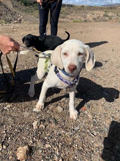 Hund aus dem Spanischen Tierschutz-Beitrag-Bild