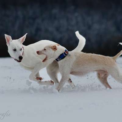 Podenco/Mischlinge hier? :-)-Beitrag-Bild