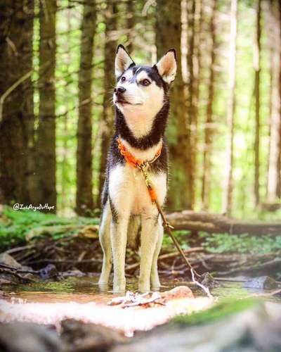 Foto's und Hundemodels-Beitrag-Bild