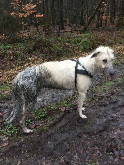 Die Dogorama Wochen Challenge: “Regenspaziergänge"-Beitrag-Bild