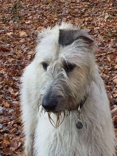 Die Dogorama Kalender Challenge 4/4-Beitrag-Bild