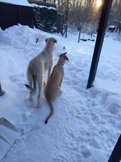 Die Dogorama Kalender Challenge 4/4-Beitrag-Bild