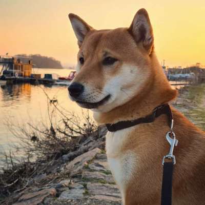 Seltene Rassen!-Beitrag-Bild