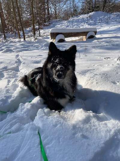 Hundetreffen-Spielgefährten gesucht-Bild