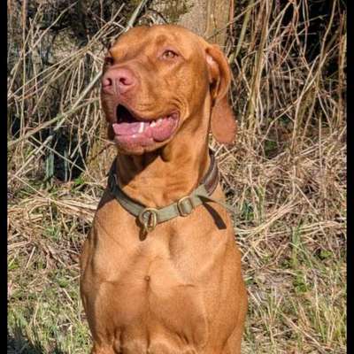 Hundetreffen-Hundefreunde gesucht-Bild