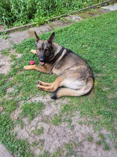 Hund abgegeben, weil Urlaub anstand? Leider kein Witz 😳-Beitrag-Bild