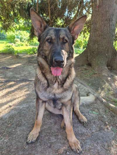 Hund abgegeben, weil Urlaub anstand? Leider kein Witz 😳-Beitrag-Bild