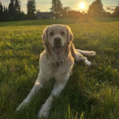Hundetreffen-Gassi/- und Spielrunden :-)-Bild
